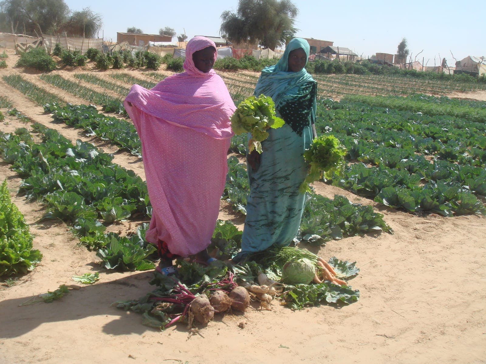 Production de légumes par la coopérative des femmes
