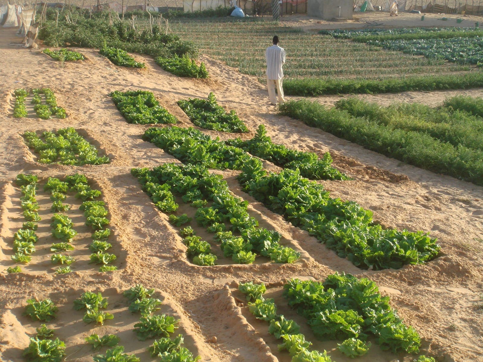 Agriculture au profit des coopératives féminines