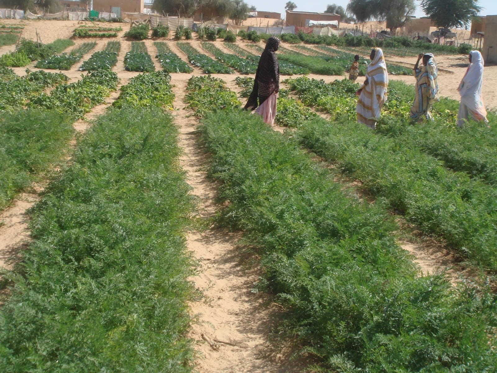 Coopératives de femmes — un champ agricole de maraîchage
