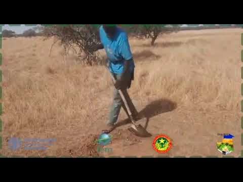 Vidéo française : site de 100 hectares de jeunes arbustes au village N'Daleye
